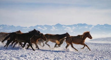 冰雪昭苏迎客来